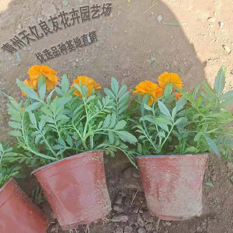 孔雀草价格