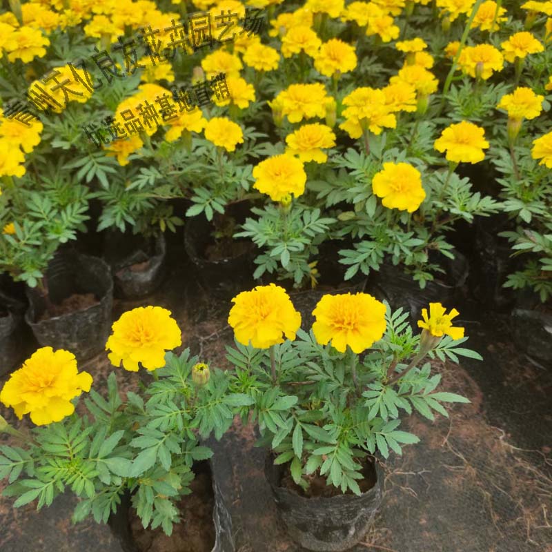 大量出售孔雀草 孔雀草供应 孔雀草穴盘苗