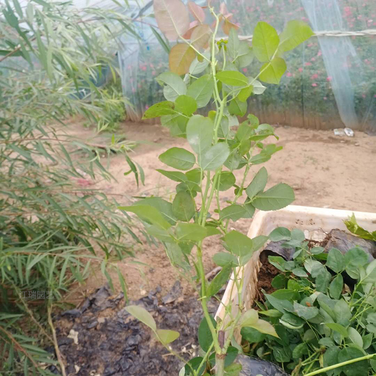丰花月季基地推荐 街道绿化丰花月季小苗 营养杯苗丰花月季 成活高