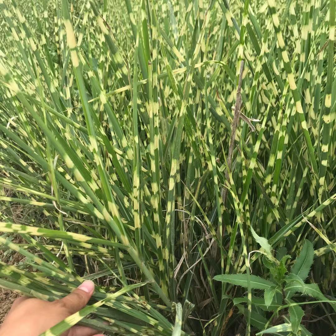 斑叶芒 河北  绿化  盆栽  基地直供  景观