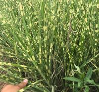 斑叶芒 河北  绿化  盆栽  基地直供  景观