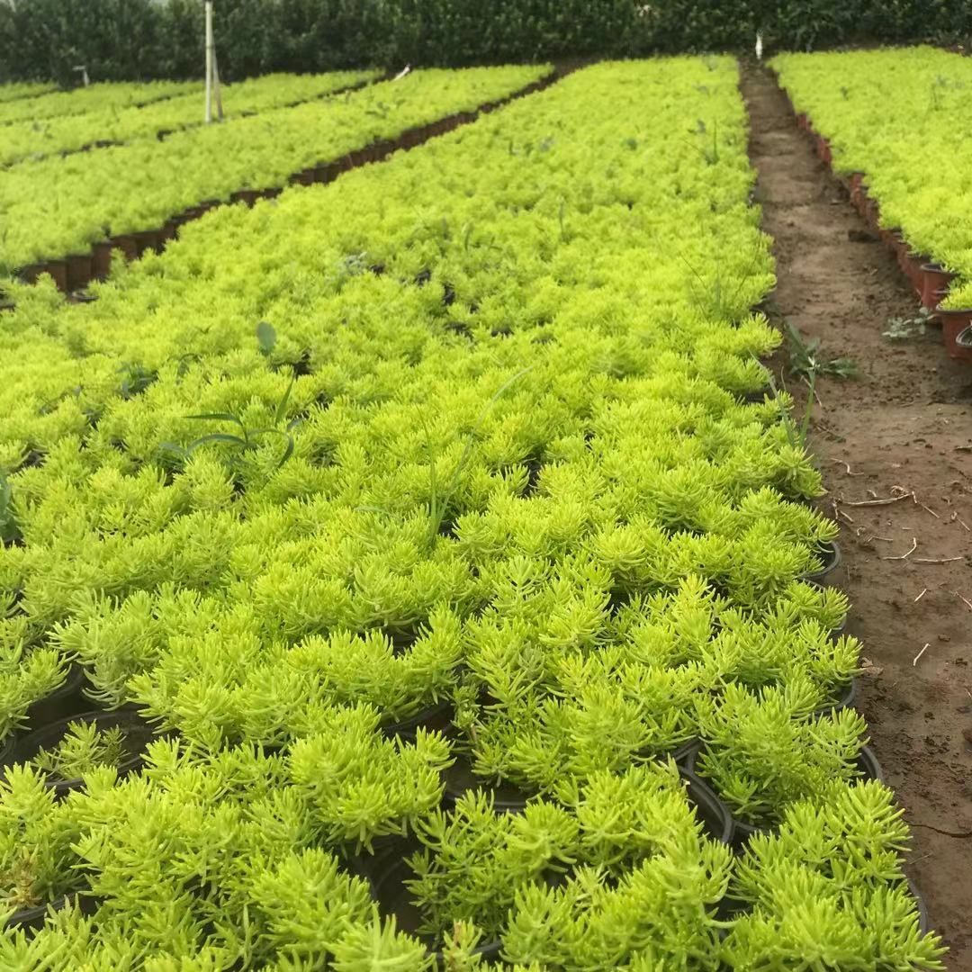 佛甲草小苗种植基地 美艺花卉 佛甲草批发 量大价优