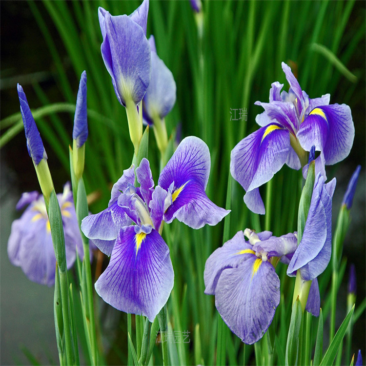 花菖蒲农户价格 花菖蒲花姿优美 花菖蒲现货起苗 欢迎询价