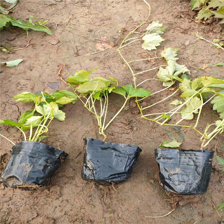 山东三叶地锦农户直批 三叶地锦移栽成活高 植株低矮 自然成型