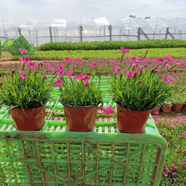 石竹科欧石竹出售 耐寒耐旱欧石竹种植基地 欧石竹花卉 夏杰花卉