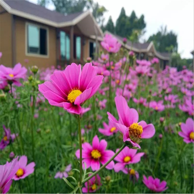 绿化草花基地 青州绿化草花花色优美 适应能力强 成活高 江瑞园艺