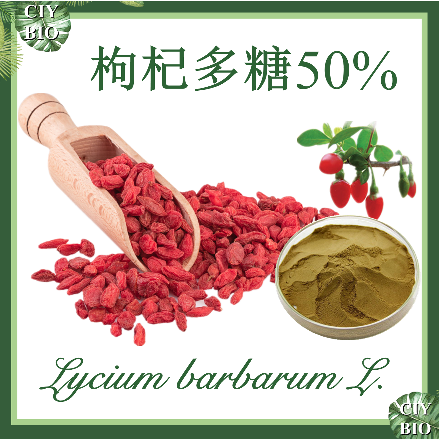 枸杞多糖 50% 【SC厂家】枸杞子提取物 