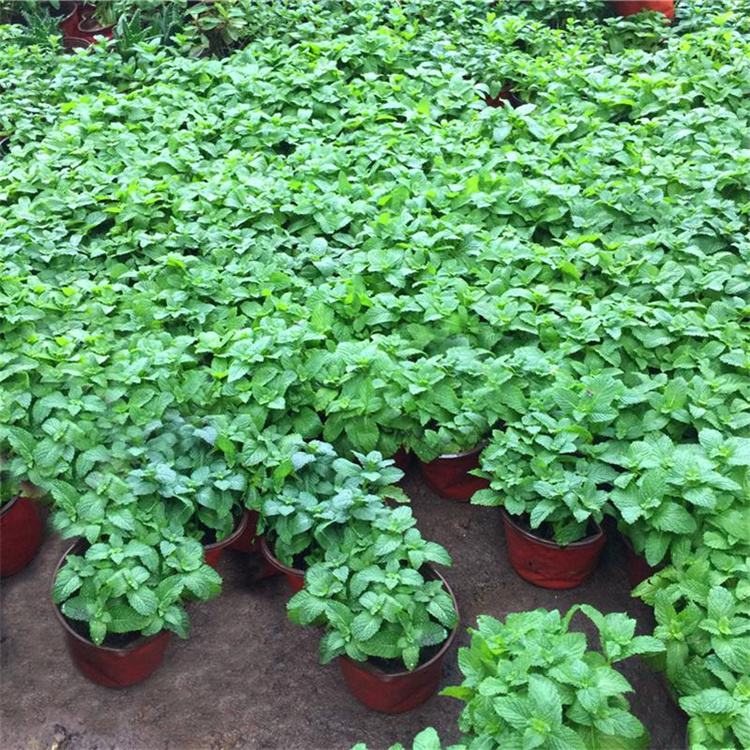 河南薄荷株型矮壮 长势旺 薄荷绿化盆栽 薄荷公园水边种植