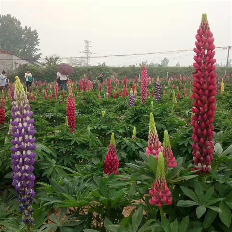 鲁冰花植株粗壮 羽扇豆四季种植 鲁冰花花色种类繁多 江瑞园艺