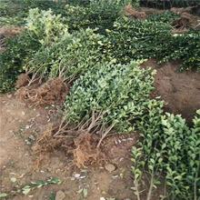 卫矛培育基地 腾骏花卉 卫矛价格
