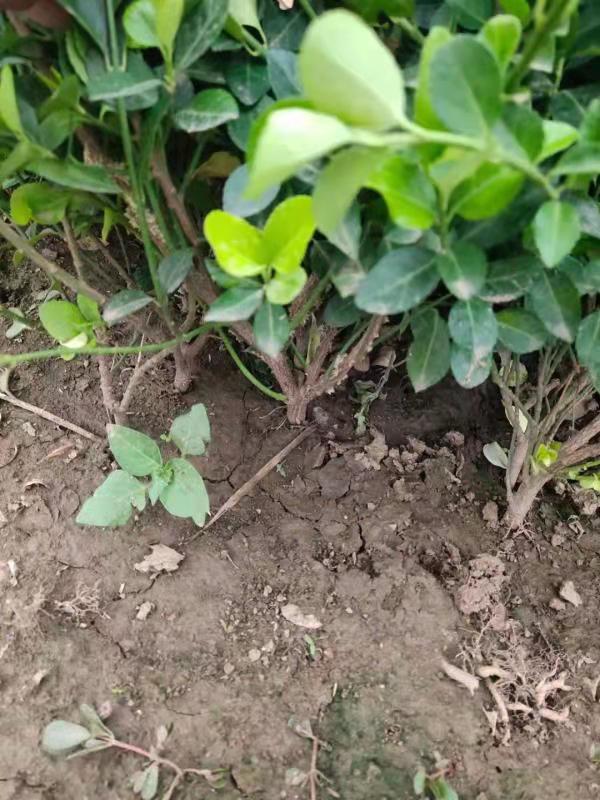 青州腾骏花卉 爬行卫矛批发 四季常绿 适应性好