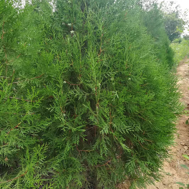 盆栽绿篱侧柏出售  侧柏批发价格    侧柏小苗种植基地 