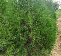盆栽绿篱侧柏出售  侧柏批发价格    侧柏小苗种植基地 