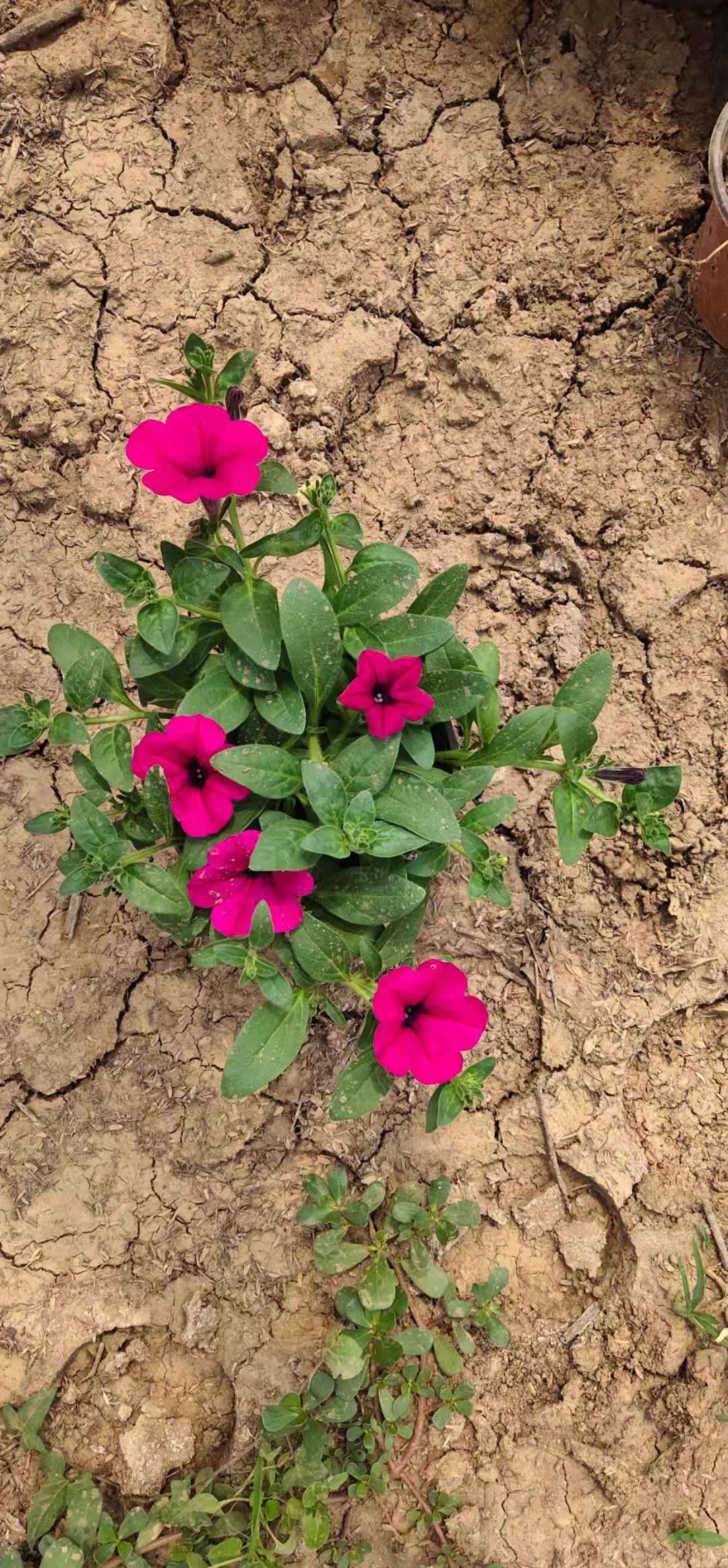 观赏矮牵牛 矮牵牛基地批发 腾骏花卉