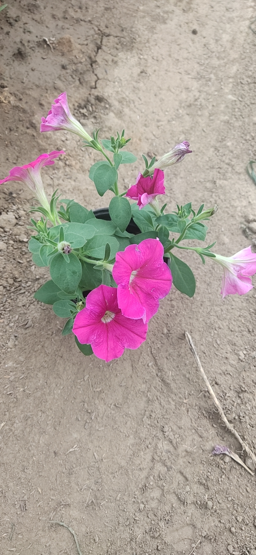 大花矮牵牛报价 矮牵牛杯苗  腾骏花卉