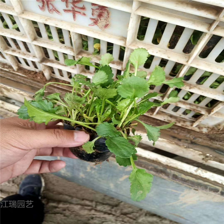 山东大滨菊种子培育 大滨菊园林绿化系列花卉 欢迎致电咨询