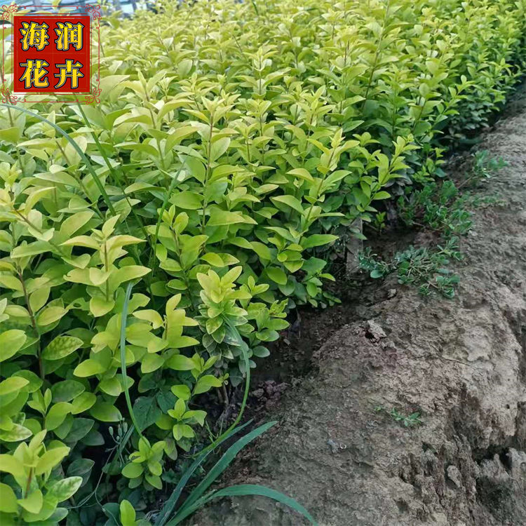 批发金叶女贞 绿化用金叶女贞小苗工程苗 海润花卉 现货供应