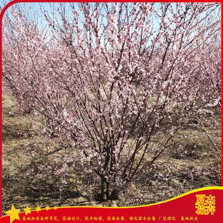 处理10公分榆叶梅  花灌木榆叶梅种植厂家  榆叶梅批发出售