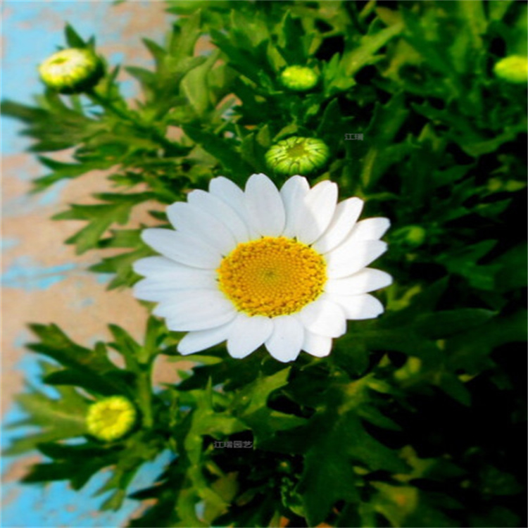 山东白晶菊育苗基地 白晶菊种子批发 白晶菊匀称美观 易管理