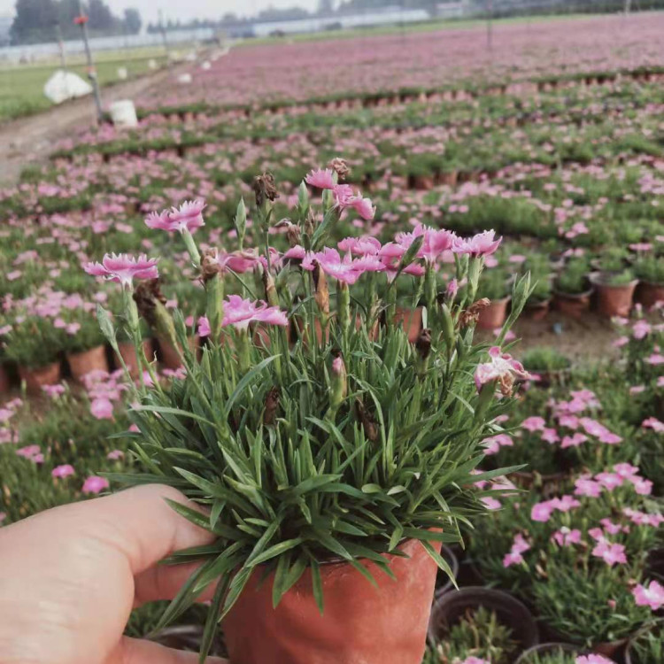 欧石竹   多年生草本植物  植株低矮 紧凑 花期长 色彩艳丽