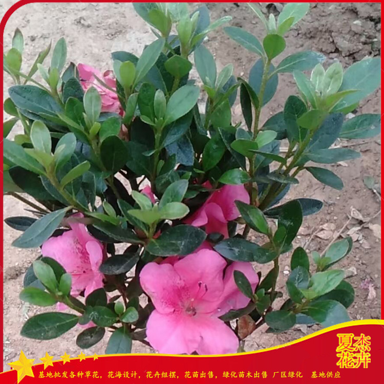 毛娟批发  紫鹃批发  杜鹃种植基地 夏杰矮灌木基地
