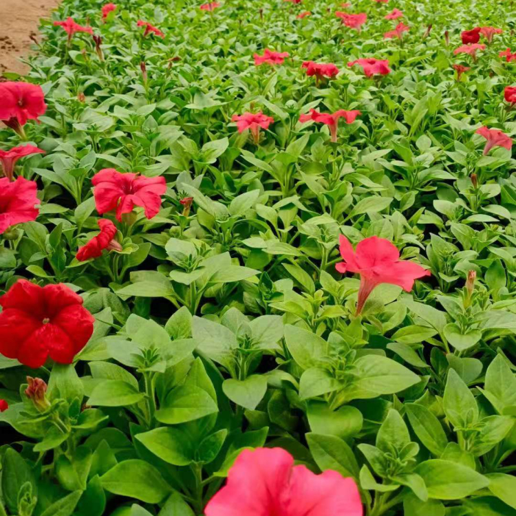 基地出售矮牵牛营养杯苗 矮牵牛杯苗批发 量大价优