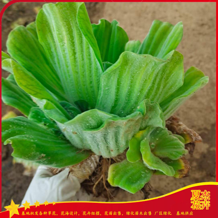 山东水芙蓉出售 水芙蓉价格 水芙蓉种植厂家 夏杰水生植物基地