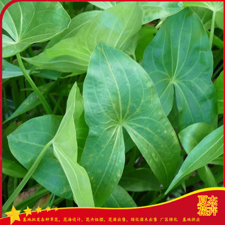 绿化茨菇批发价格  茨菇种植厂家  茨菇花苗出售