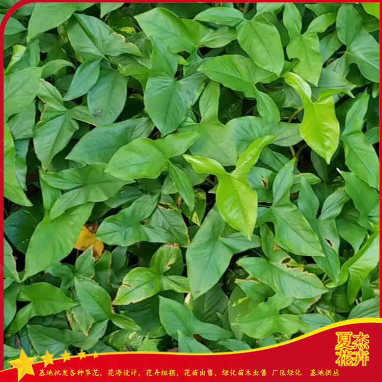 水体绿化用泽泻  湿地绿化泽泻出售  泽泻种植基地  