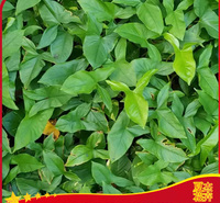 水体绿化用泽泻  湿地绿化泽泻出售  泽泻种植基地  