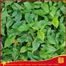 水体绿化用泽泻  湿地绿化泽泻出售  泽泻种植基地  