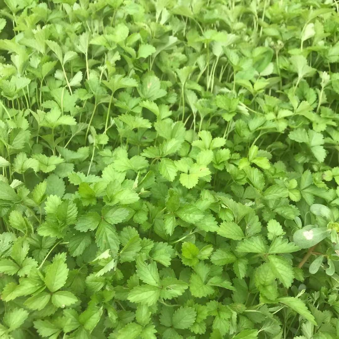 蛇莓小苗  美艺花卉基地  量大质优价廉