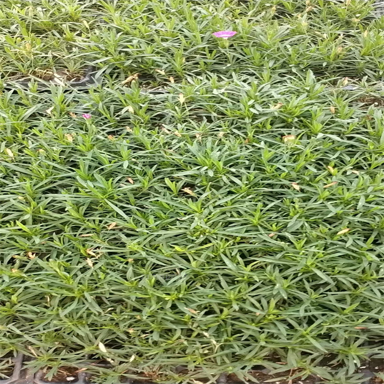花园花坛宿根绿化欧石竹批发 好养欧石竹基地直发 全年开花 花香四溢 