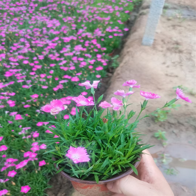 欧石竹粉贝景观点缀花卉 花色艳丽 花海 草坪 屋顶绿化 立体绿墙 园艺盆栽 都是很好的品种