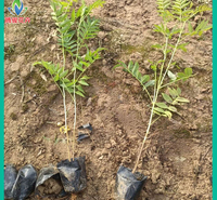 批发珍珠梅小苗 落叶灌木 青州珍珠梅种植基地