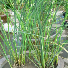 青州花叶水葱大量上市 河道绿化花叶水葱 水体清淤花叶水葱批发 江瑞