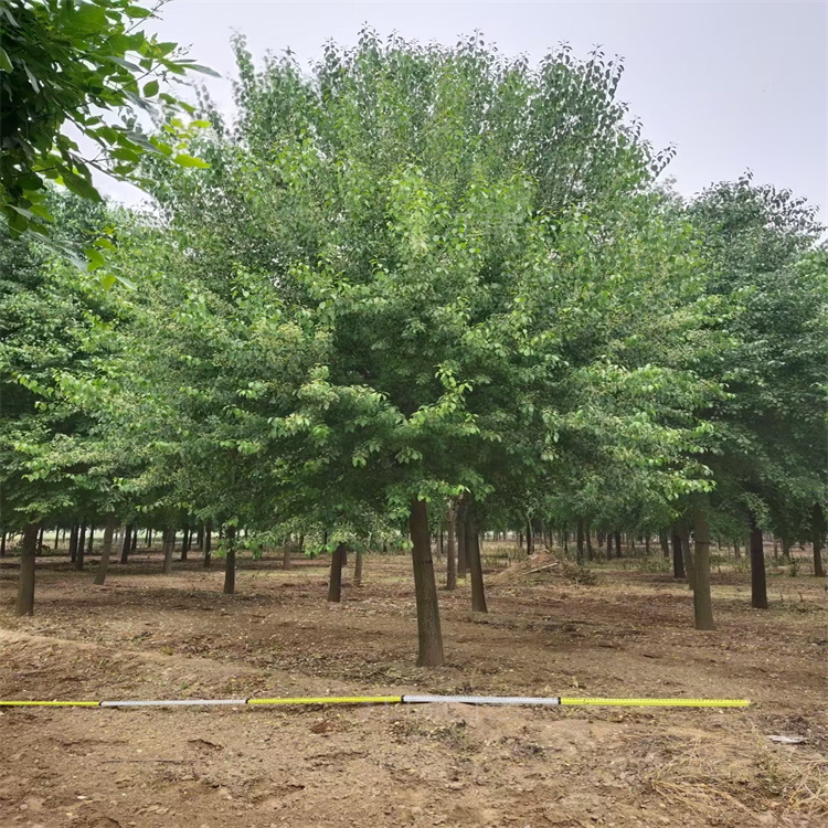 山东丝棉木种植基地 水边种植丝棉木 丝棉木落叶景观树 江瑞