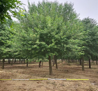 山东丝棉木种植基地 水边种植丝棉木 丝棉木落叶景观树 江瑞
