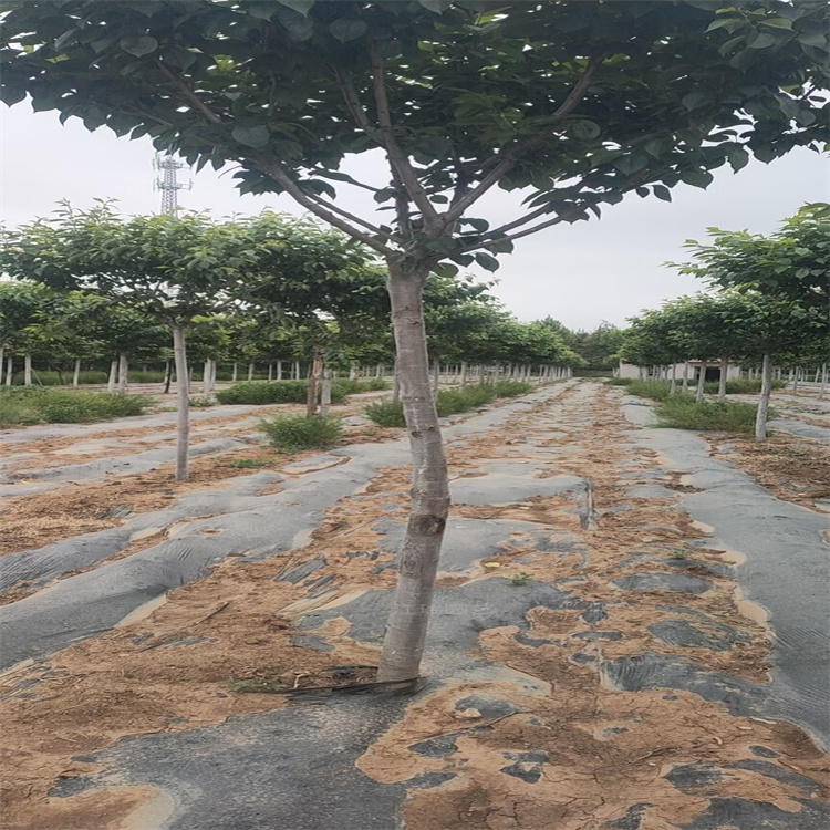 杭州樱花树批发商 晚樱基地直批 厂区绿化行道树樱花 欢迎询价