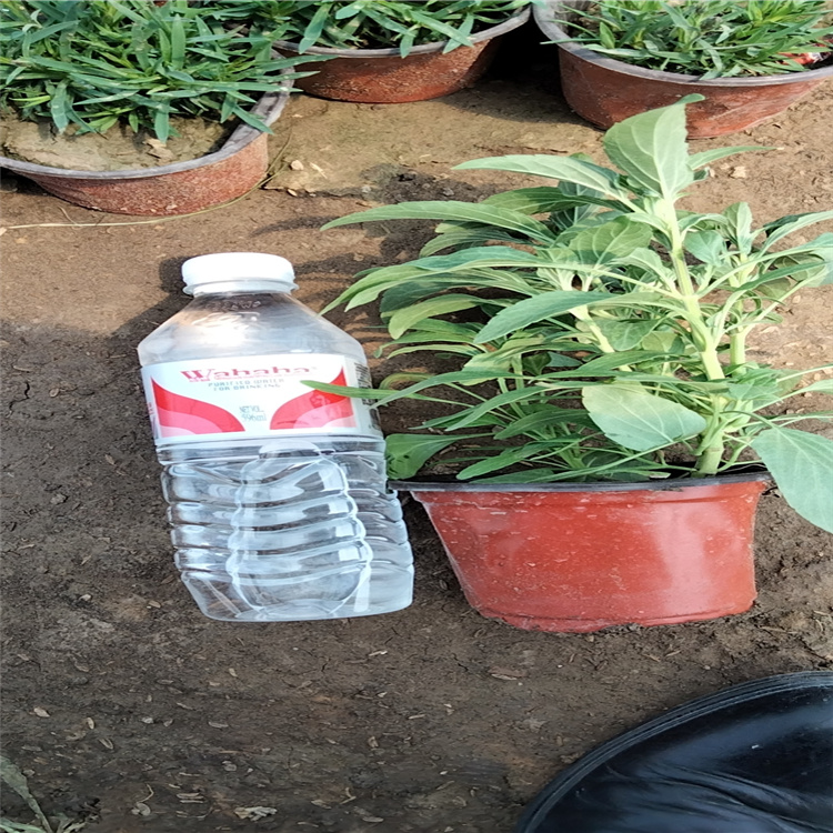 山东草花鼠尾草农户价格 草花鼠尾草苗圃批发 夏杰鼠尾草一手货源 无差价