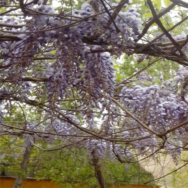 河南紫藤种植基地 上盆紫藤现货供应 紫藤土球发货 欢迎致电咨询
