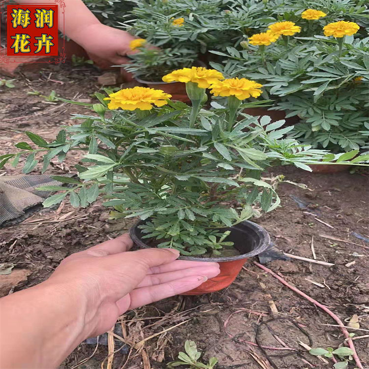 批发孔雀草 绿化用孔雀草小苗 孔雀草批发价 青州海润花卉