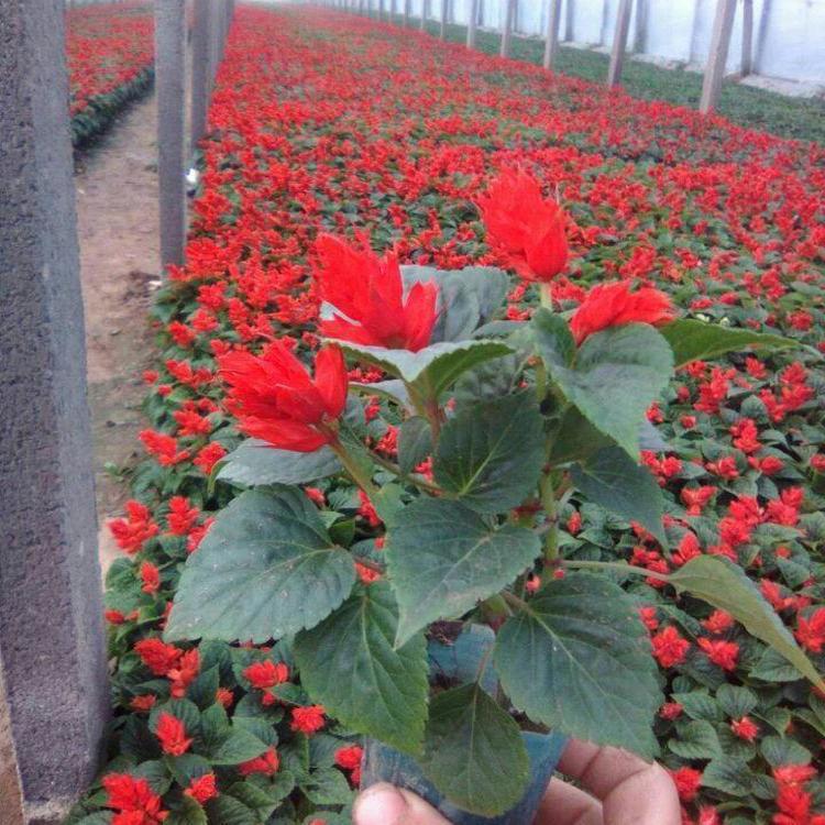 一串红盆栽 时令草花一串红出售 青北源花卉 量大价优