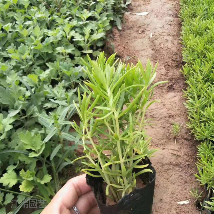 河南垂盆草护坡绿化 绿化垂盆草适应能力强 路旁绿化垂盆草大量上市 江瑞园艺