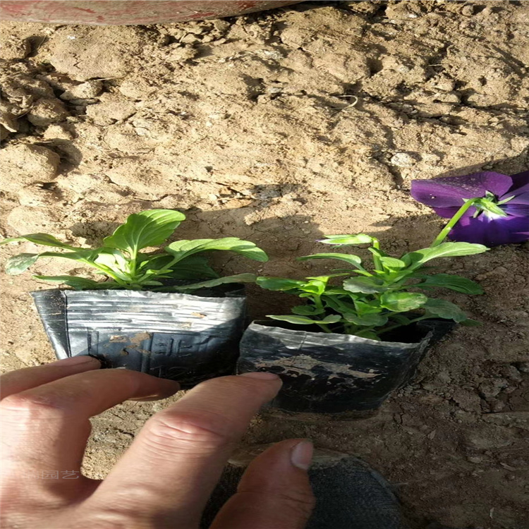 山东三色堇小苗种植地 三色堇耐寒花卉批发 三色堇多色系花卉 三色堇路旁种植