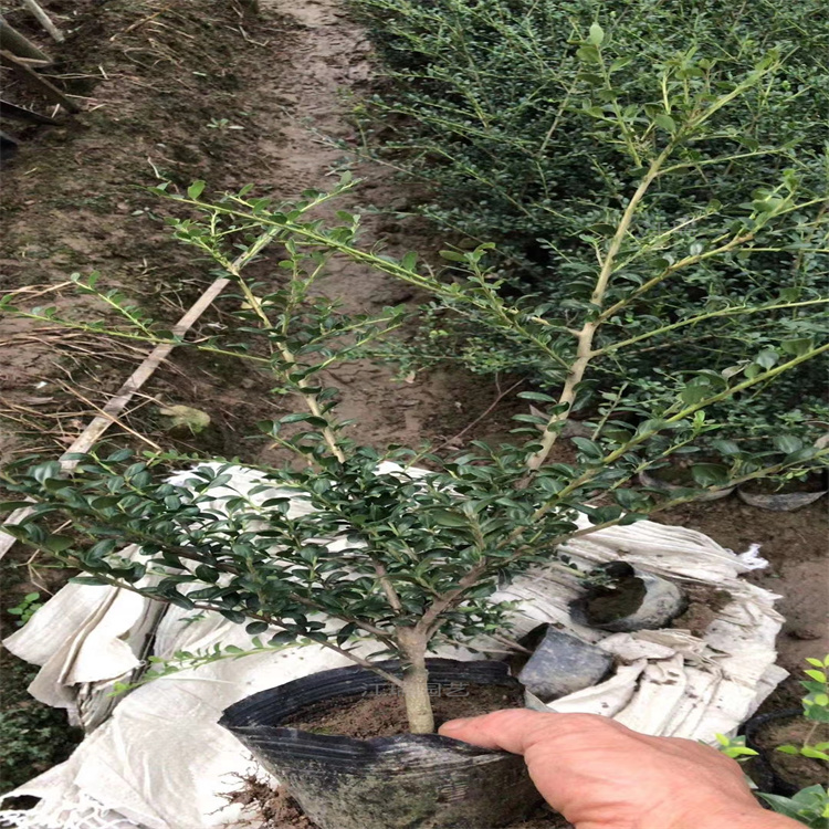 龟甲冬青种植地销售 龟甲冬青路旁种植 龟甲冬青适应能力强 江瑞