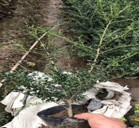 龟甲冬青种植地销售 龟甲冬青路旁种植 龟甲冬青适应能力强 江瑞