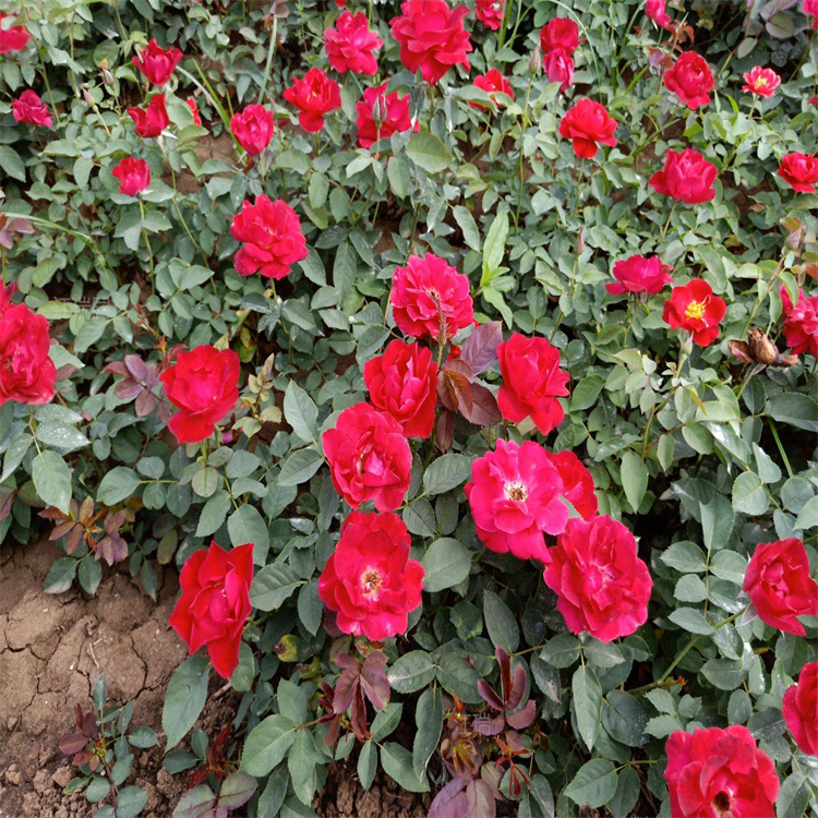 红帽月季花坛种植花卉 红帽月季种植地销售 红帽月季耐修剪 夏杰花卉