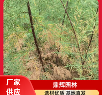红柳苗基地 红柳种苗 生态修复工程红柳 红柳苗厂家 批发