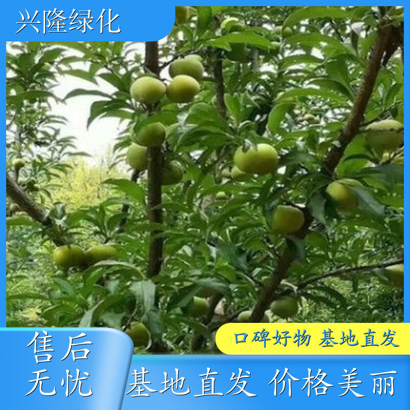 四月李苗移植苗 规格齐全 成活率高 种植基地供应批发 规格多 定制